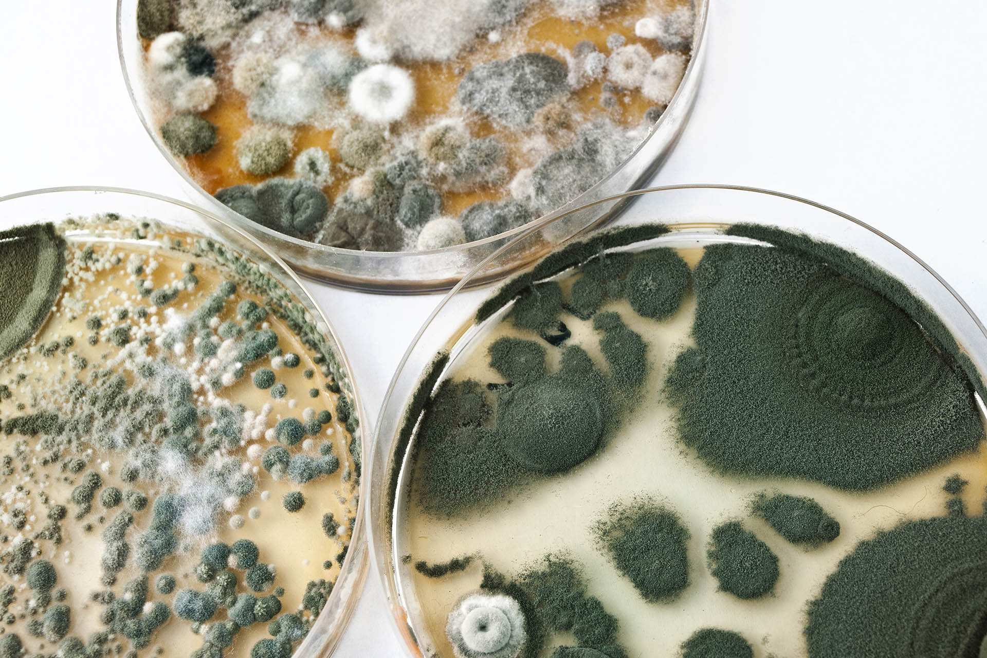 What Does Dangerous Mold Smell Like At Jessica Anaya Blog